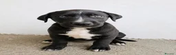 Meticcio cani in regalo: Mirtilla Tom e Monika - Annuncio 4