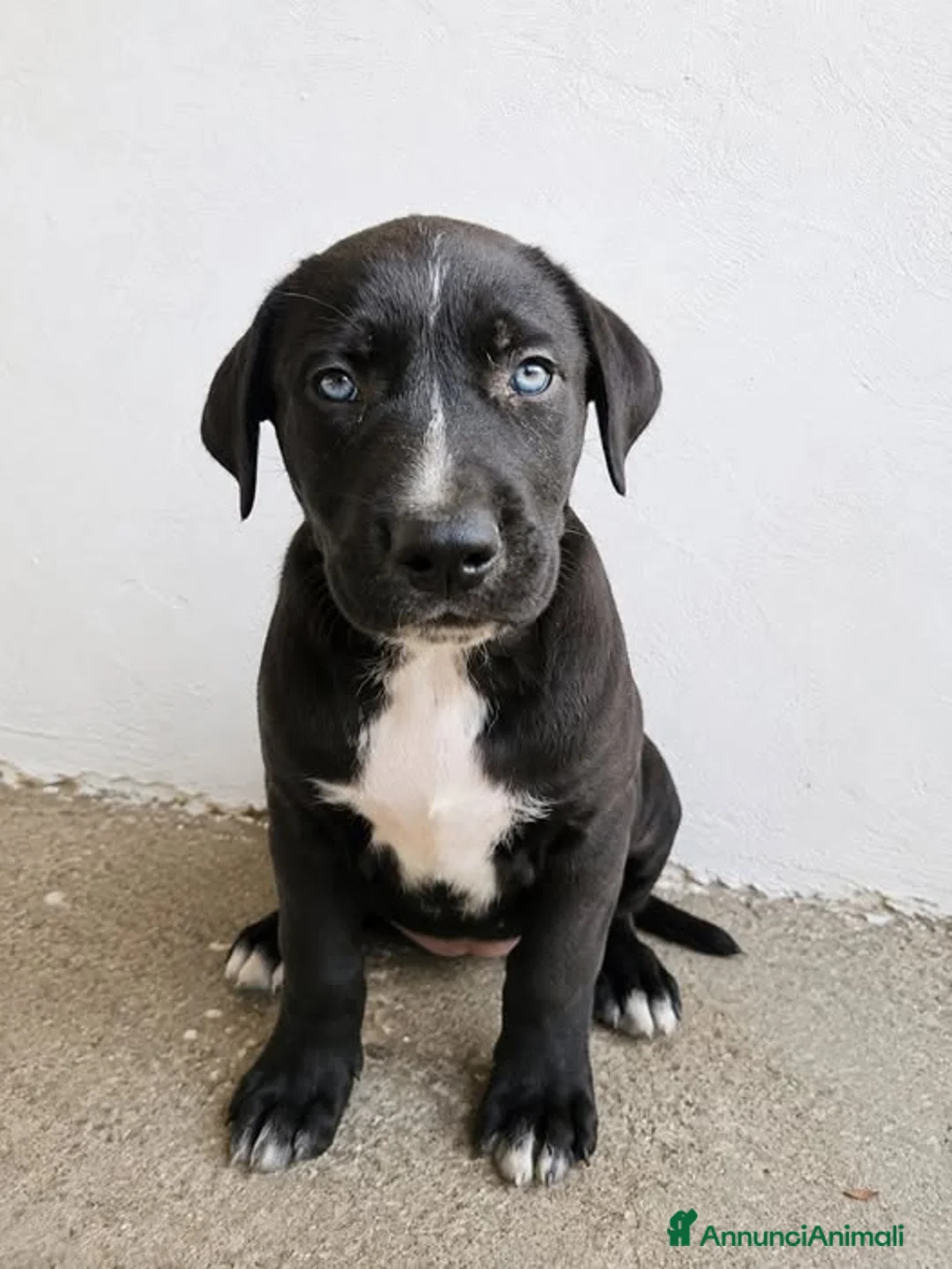 Meticcio cani in regalo: Mirtilla Tom e Monika - Annuncio 4