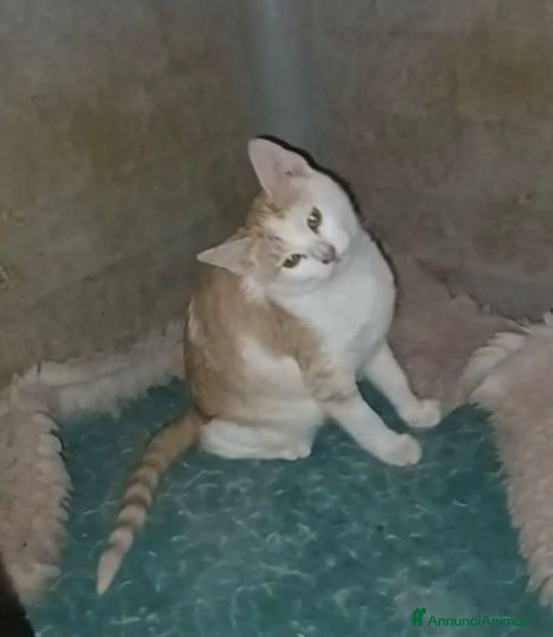 Meticcio gatti in regalo: LA TENERA KANGA - Annuncio 3