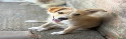 Meticcio cani in regalo: Kate dolcissima cucciola a pelo lungo - Annuncio 2