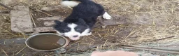 Border Collie cani in vendita: Cuccioli border collie  a Provincia di Cuneo - Annuncio 4