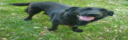 Meticcio cani in regalo: Total black 5anni tg grande NESSUNO LO VORRÀ!!SUD - Annuncio 1