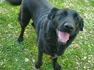 Meticcio cani Total black 5anni tg grande NESSUNO LO VORRÀ!!SUD - Annuncio 17