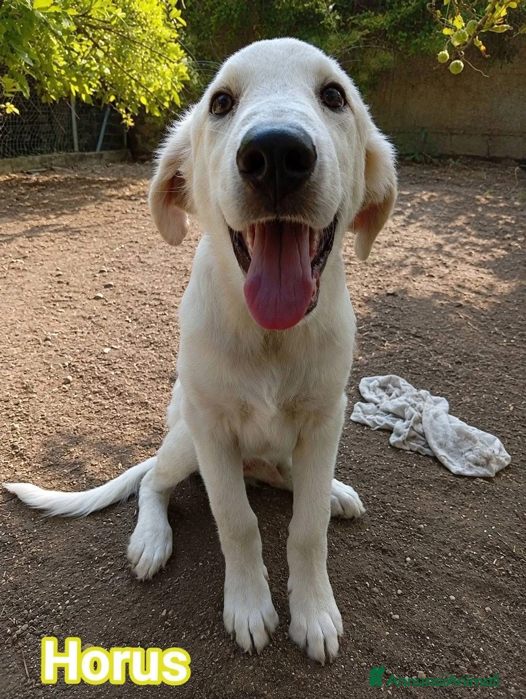 Pastore Abbruzzese Maremmano cani in regalo: Tre fratellini cercano famiglia  a Città metropolitana di Milano - Annuncio 4