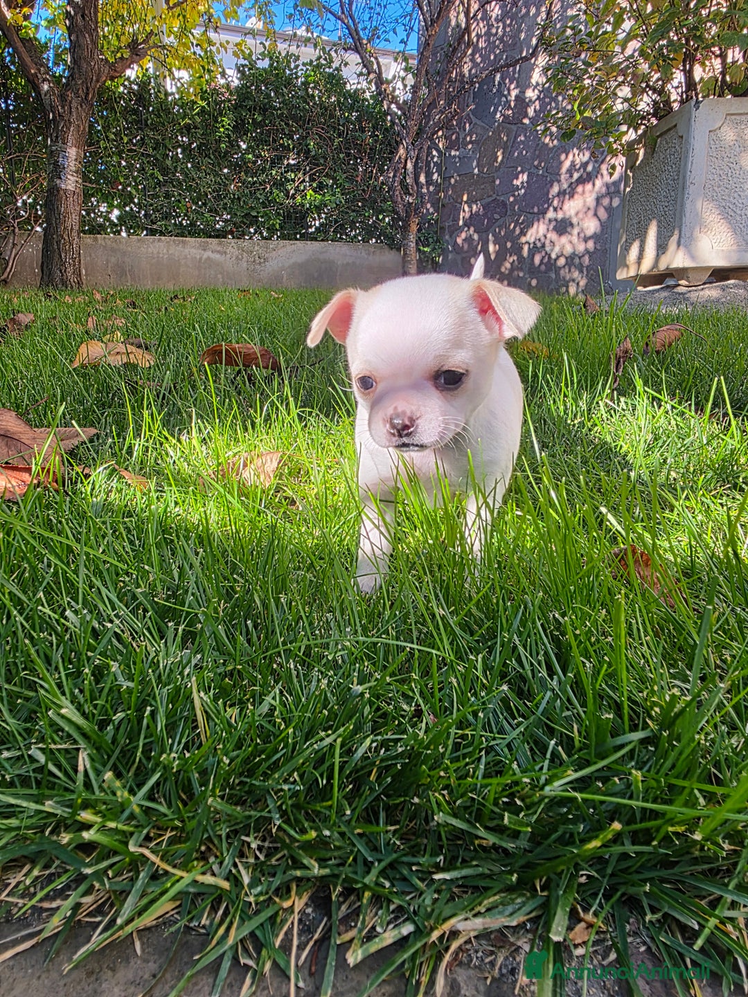 Chihuahua cani in vendita: Dolcissimi Chihuahua bianchi  - Annuncio 6