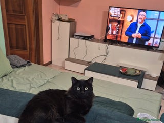 Maine Coon gatti Roki24 - Annuncio 1