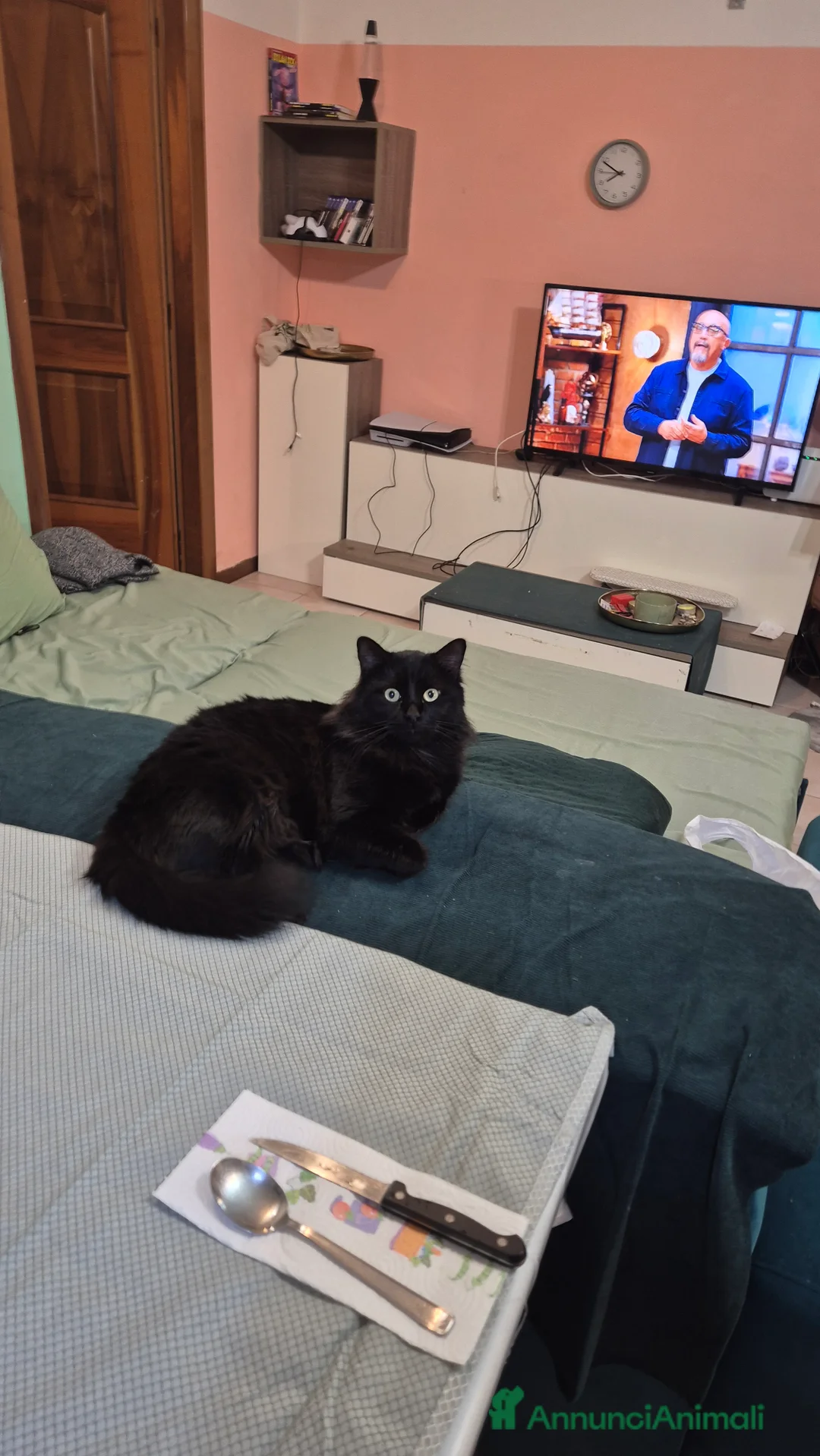 Maine Coon gatti per accoppiamento: Roki24 - Annuncio 1