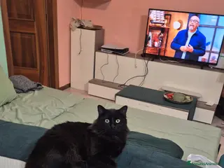 Maine Coon gatti Roki24 - Annuncio 21