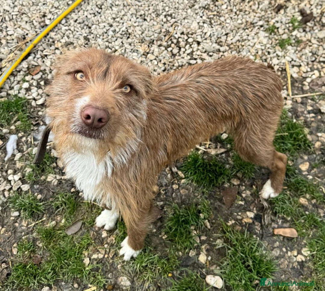 Meticcio cani in regalo: Elide 1 anno taglia media contenuta  - Annuncio 2