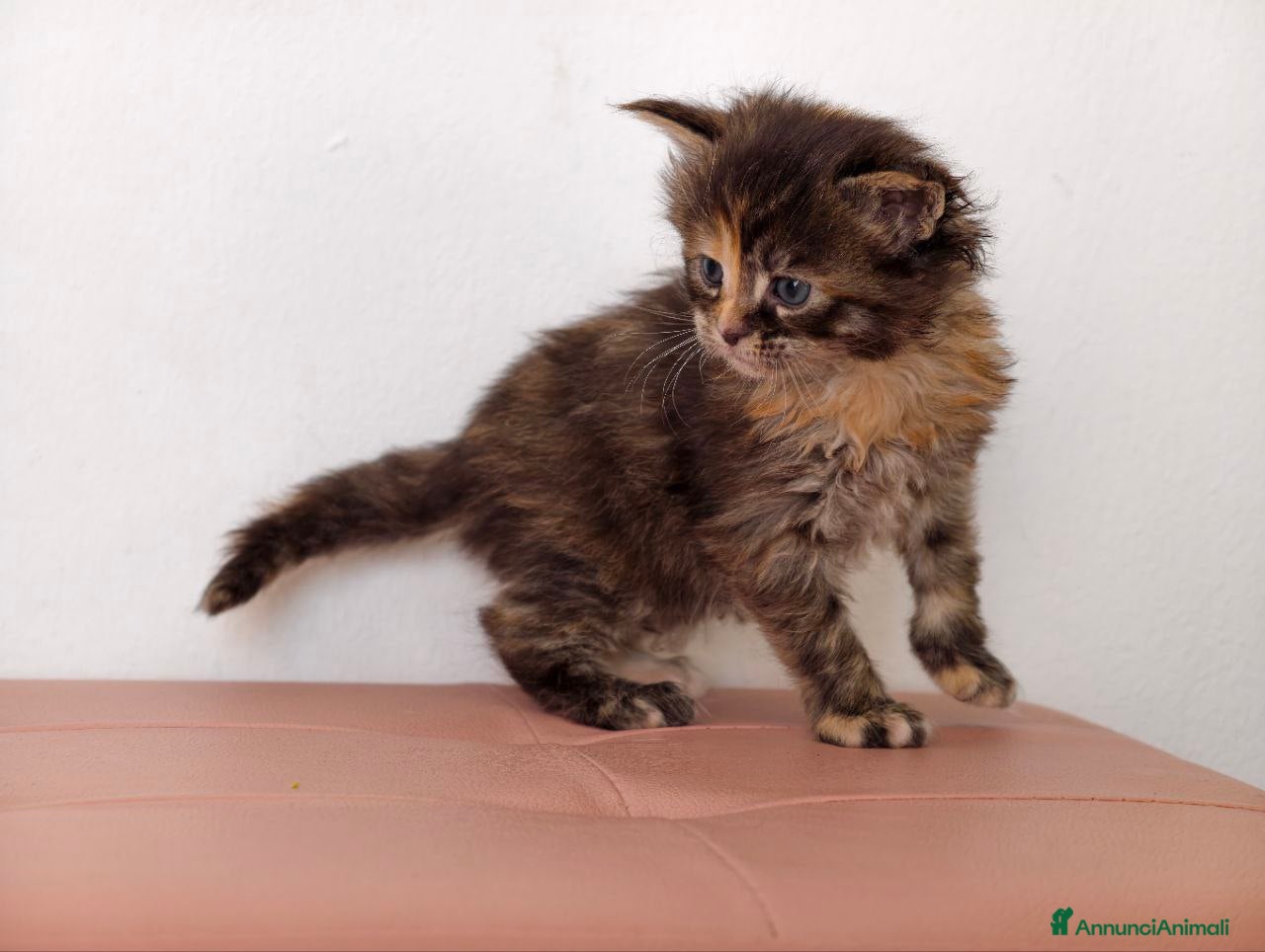 Maine Coon gatti Cuccioli Maine Coon  - Annuncio 7