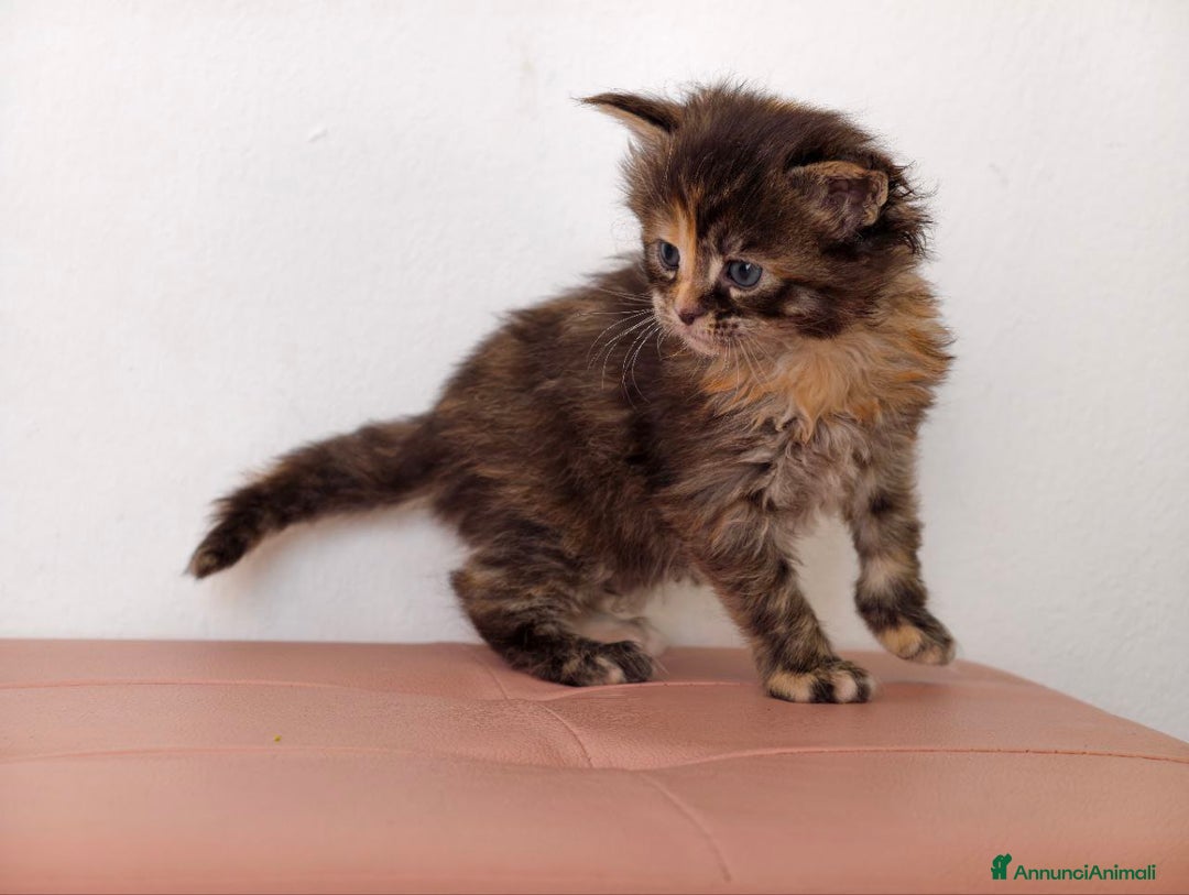Maine Coon gatti in vendita: Cuccioli Maine Coon  - Annuncio 1