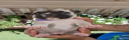 Bulldog Francese cani in vendita: Bulldog francese  - Annuncio 12