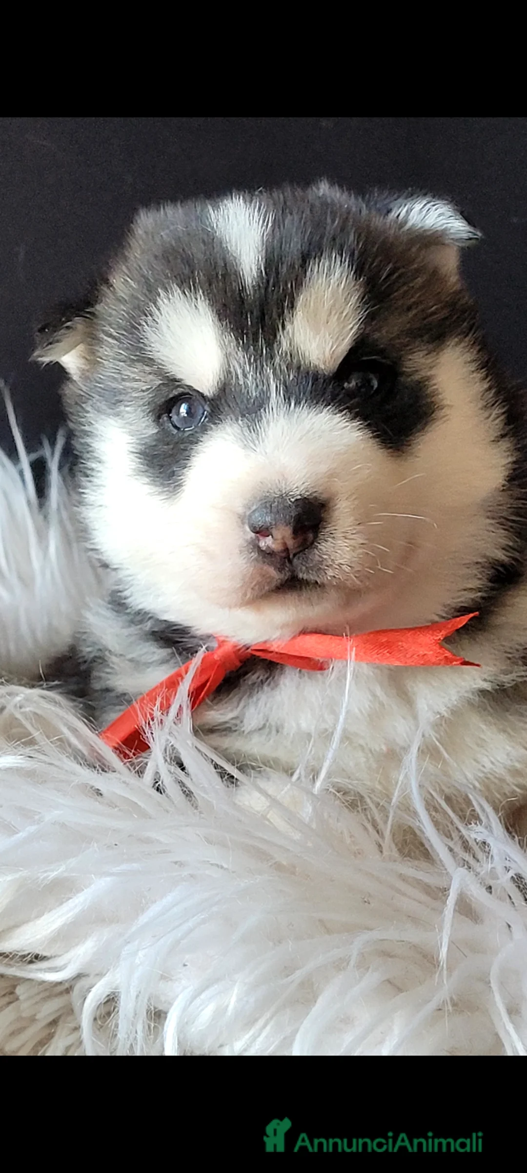 Husky cani in vendita: SIBERIAN HUSKY CUCCIOLATA CON PEDIGREE  - Annuncio 4