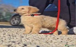 Golden Retriever cani in vendita: Cuccioli di Golden Retriever - LINEA AMERICANA  a Provincia di Pescara - Immagine 4