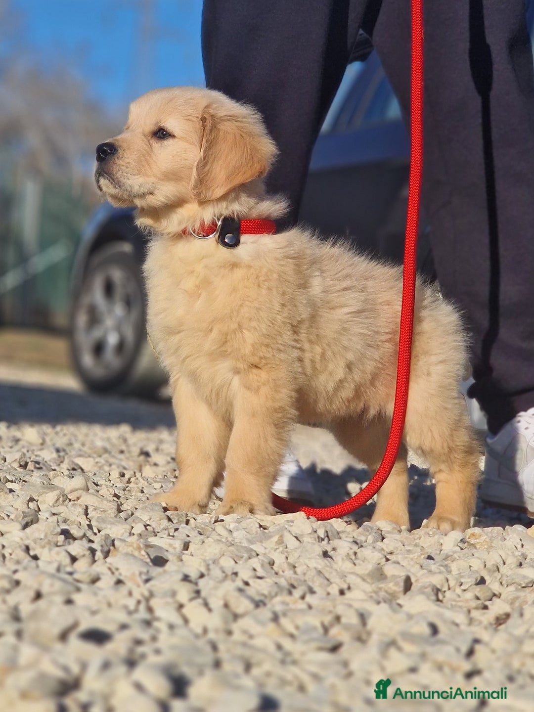 Golden Retriever cani in vendita: Cuccioli di Golden Retriever - LINEA AMERICANA  a Provincia di Pescara - Immagine 4