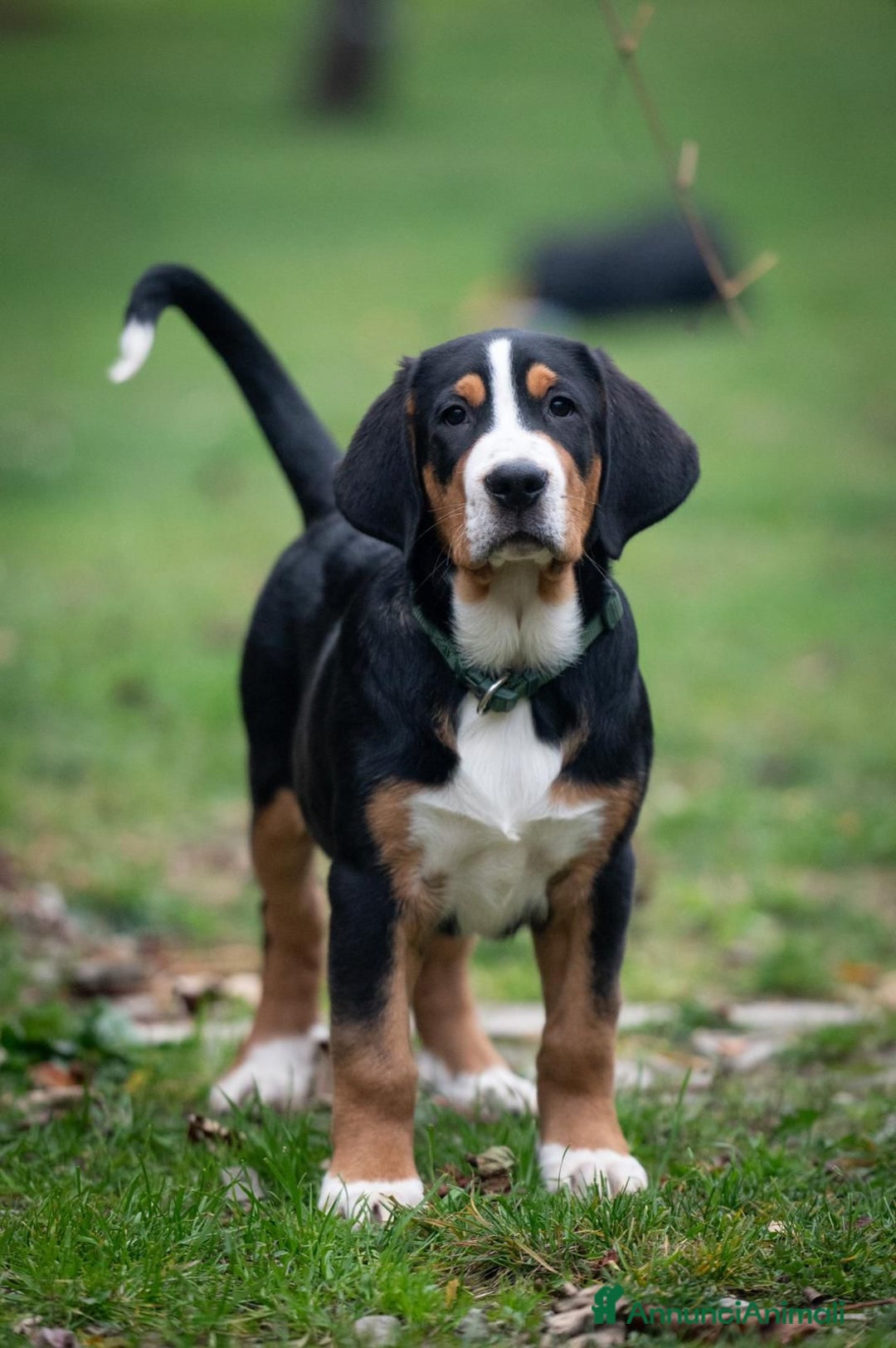 Grande Bovaro Svizzero cani in vendita: Disponibili cuccioli di grande bovaro svizzero - Annuncio 3