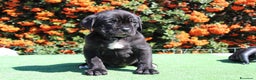 Cane Corso cani in vendita: Cuccioli di Cane Corso con Pedigree - Annuncio 5