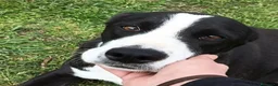 Meticcio cani in regalo: Leo aspetta da due anni e continua a sperare... a Provincia di Pavia - Annuncio 2