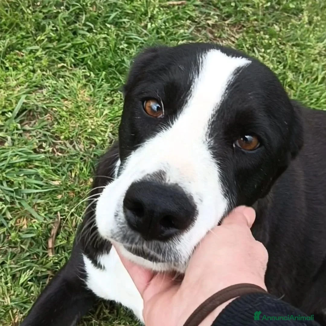 Meticcio cani in regalo: Leo aspetta da due anni e continua a sperare... a Provincia di Pavia - Annuncio 2