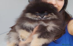Volpino Pomerania cani in vendita: Cuccioli di Pomerania con pedigree prestigioso  - Immagine 2