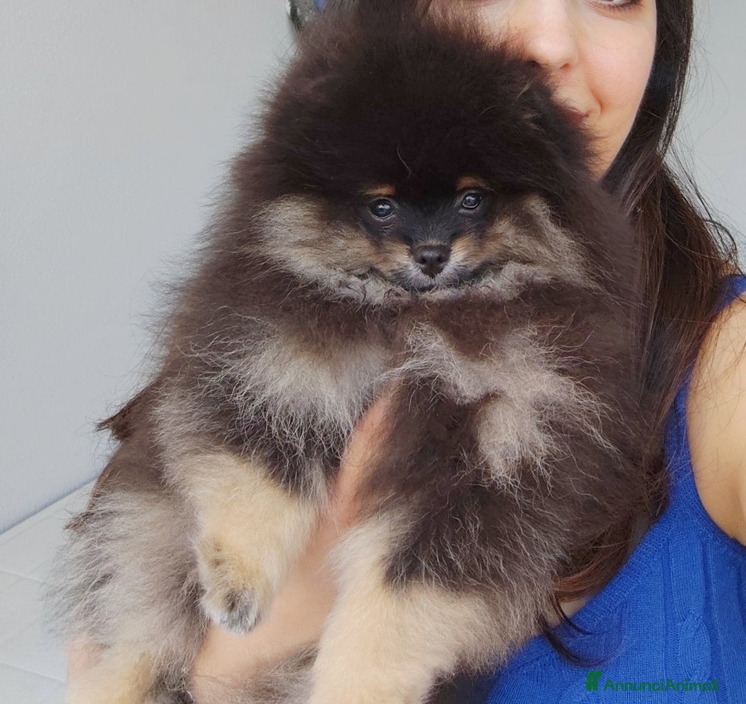 Volpino Pomerania cani in vendita: Cuccioli di Pomerania con pedigree prestigioso  - Immagine 2