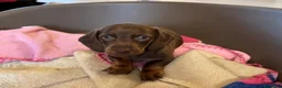 Bassotto cani in vendita: Bassotto maschio  - Annuncio 2
