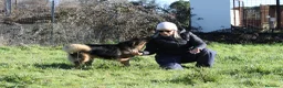 Meticcio cani in regalo: enza in adozione - Annuncio 5