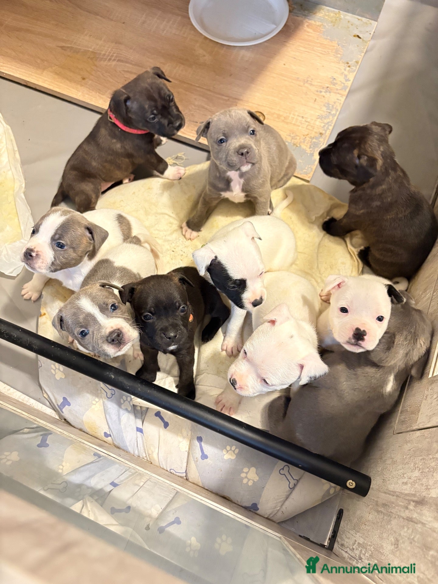 Staffordshire cani Cuccioli di Staffordshire bull terrier - Annuncio 1