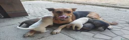 Meticcio cani in regalo: Cuccioli a Provincia di Asti - Annuncio 4