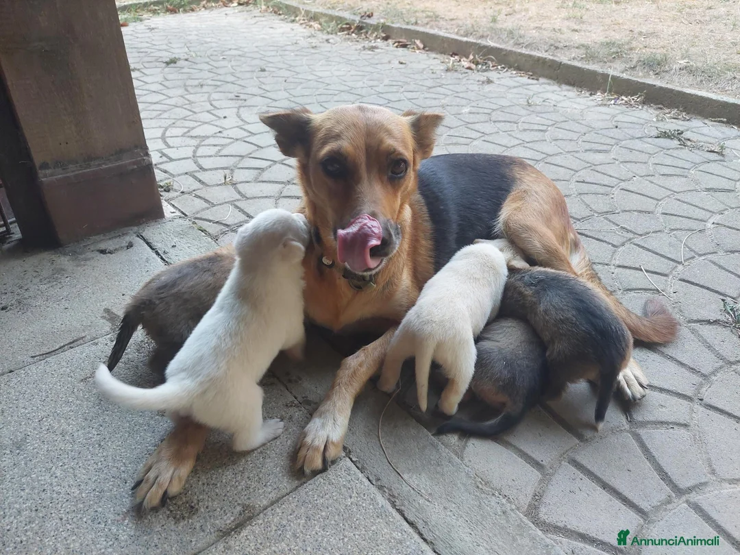 Meticcio cani in regalo: Cuccioli a Provincia di Asti - Annuncio 4