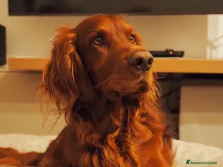 Setter Irlandese cani SIRO setter irlandese disponibile per monta - Annuncio 11