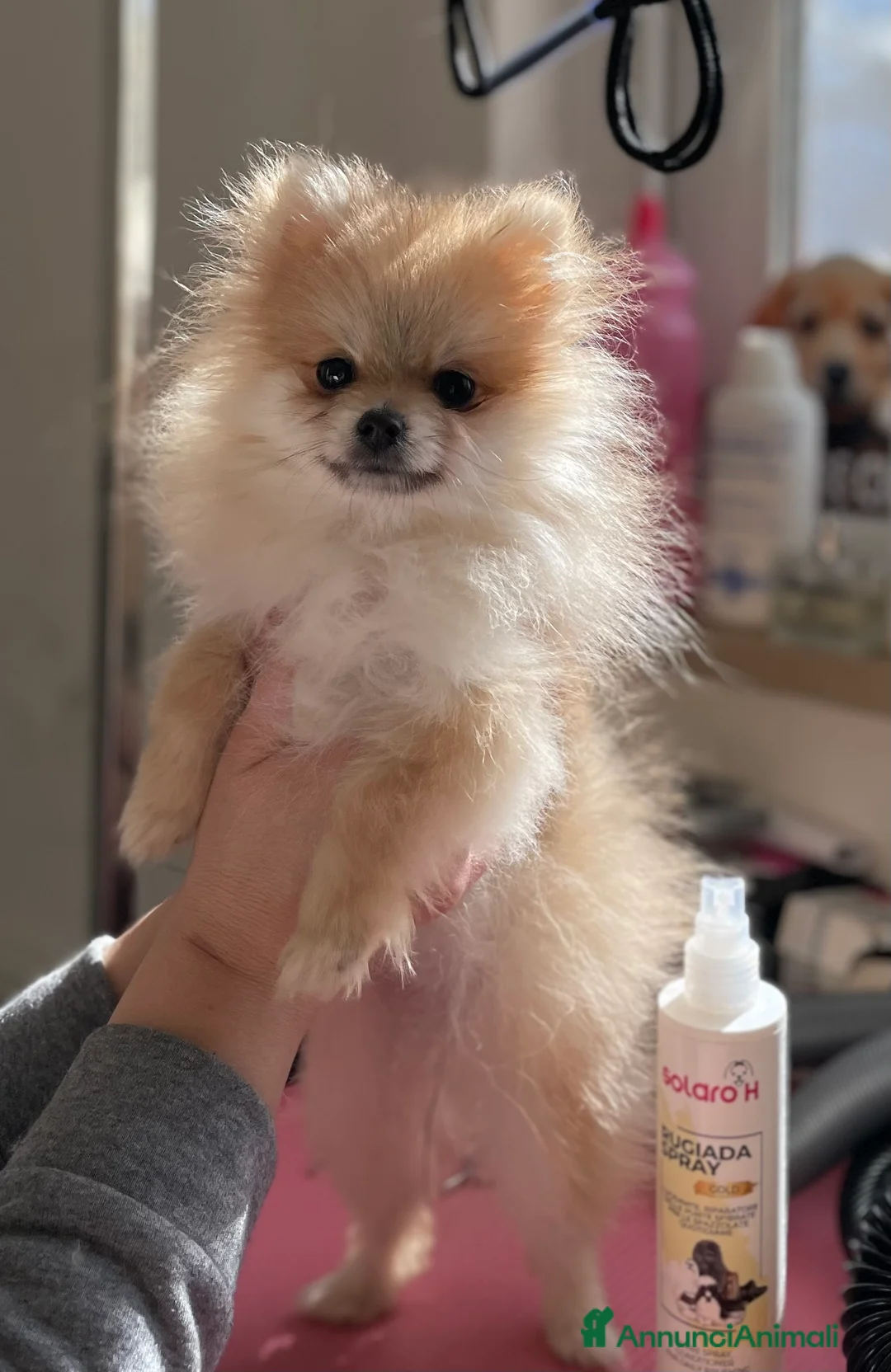 Spitz cani in vendita: Pomerania femmina miniatura - Annuncio 5