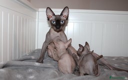 Sphynx gatti in vendita: Vendo cuccioli di sphynx a Provincia di Massa e Carrara - Immagine 7