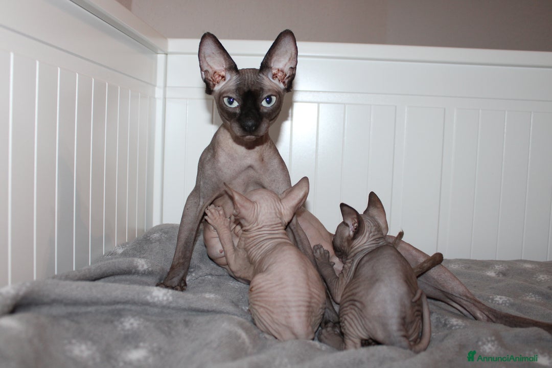Sphynx gatti in vendita: Vendo cuccioli di sphynx a Provincia di Massa e Carrara - Immagine 7