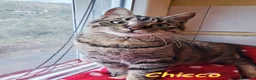 Europeo gatti in regalo: CHICCO, IL RE DELLE FUSA - Annuncio 6