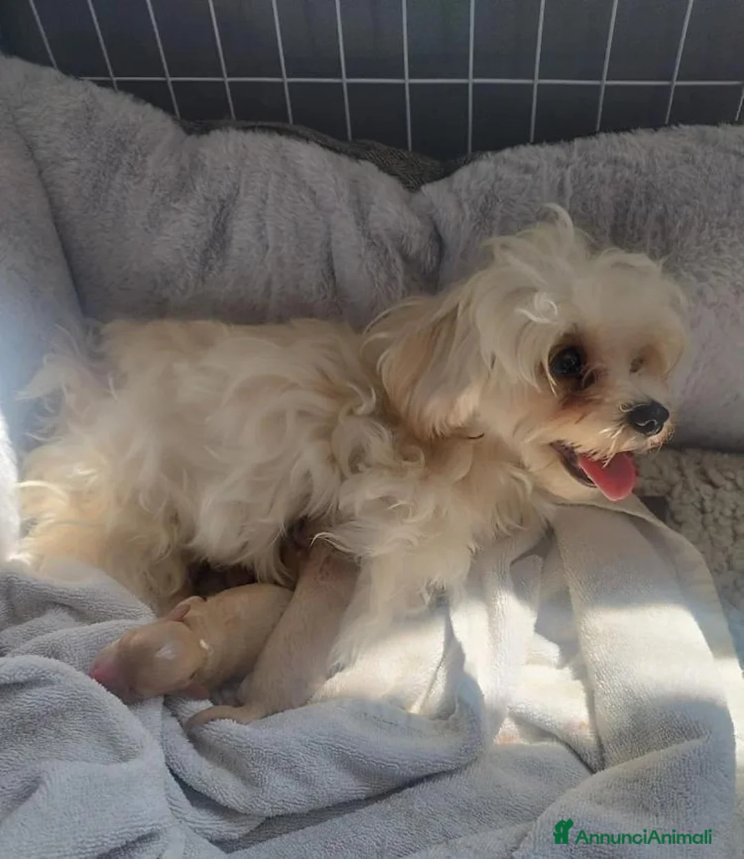 Maltipoo cani in vendita: Bellissimi Toy Maltipoo a Città metropolitana di Roma Capitale - Annuncio 16
