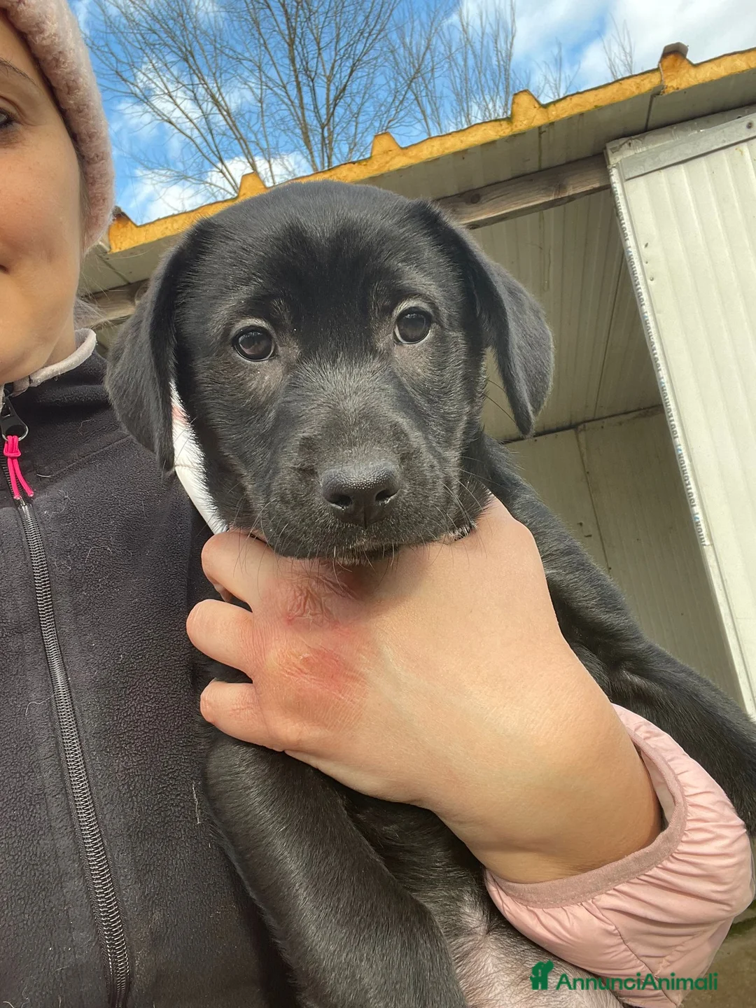 Meticcio cani in regalo: SPLENDIDA CUCCIOLA SIMIL LABRADOR - Annuncio 2