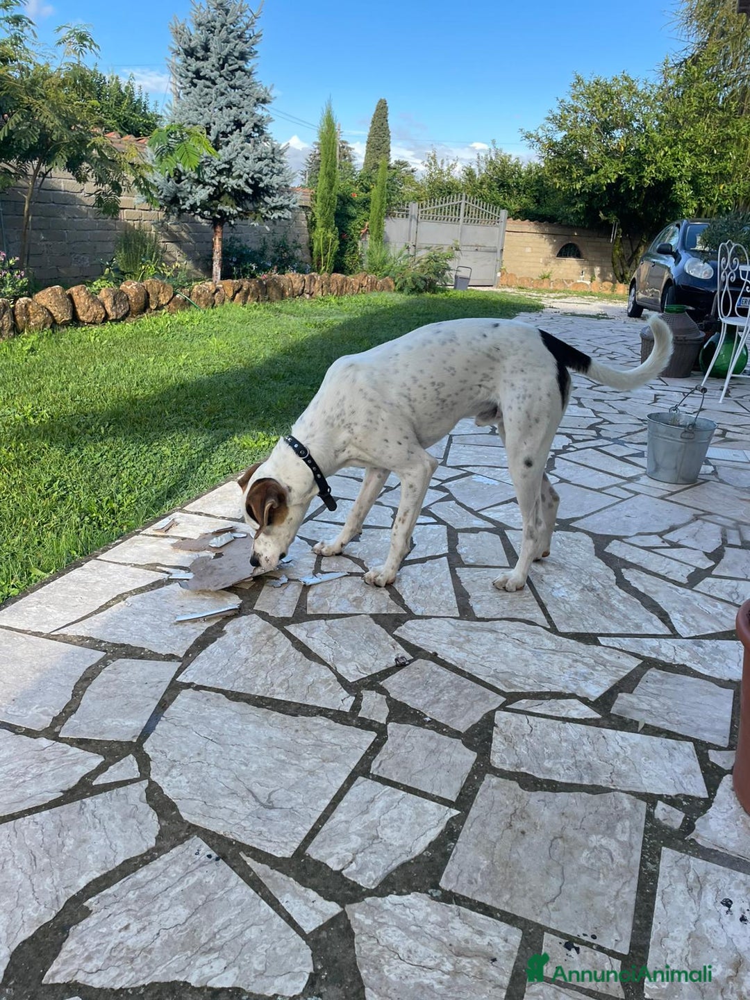 Altre razze cani in regalo: Cucciolone dal cuore enorme - Immagine 3