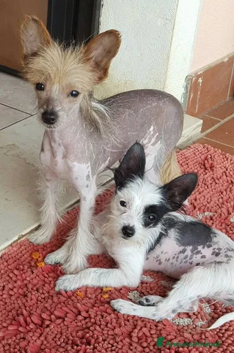 Immagine della galleria {{count}}