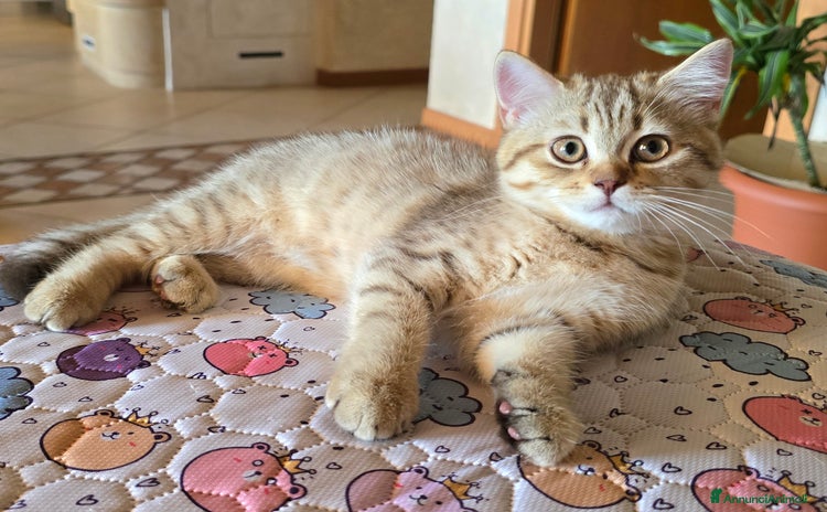 Scottish gatti - Annuncio 1