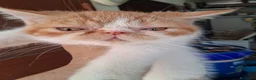 Exotic Shorthair gatti in vendita: Exotic Shorthair - Annuncio 4