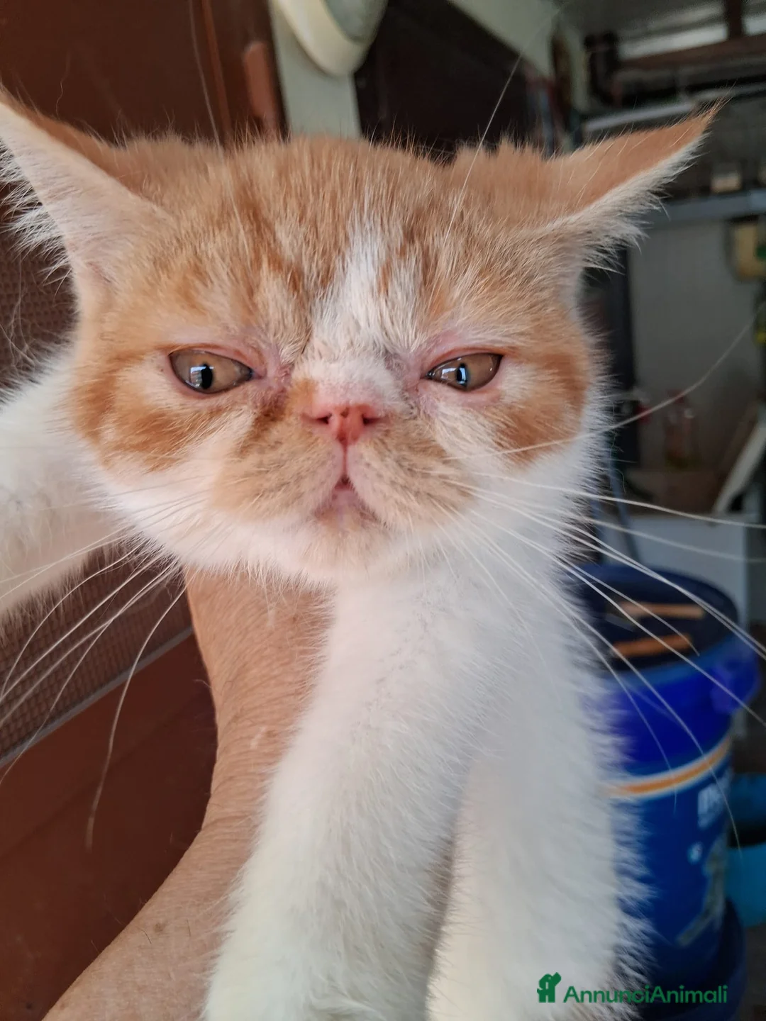 Exotic Shorthair gatti in vendita: Exotic Shorthair - Annuncio 4