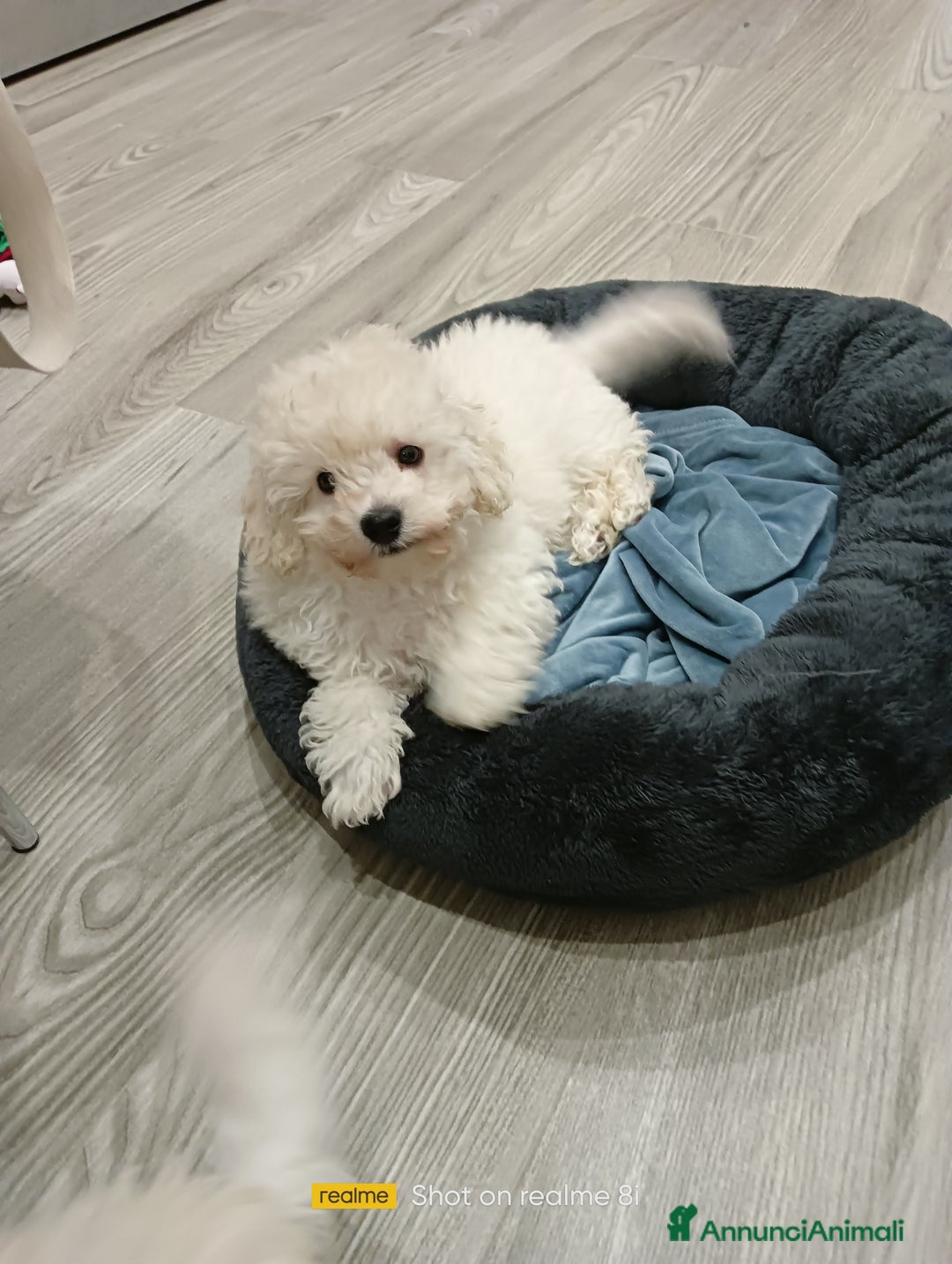 Meticcio cani in vendita: Maltipoo maschio  - Annuncio 3