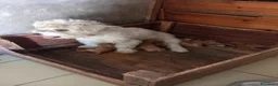 Maltipoo cani in vendita: Maltipo  - Annuncio 5