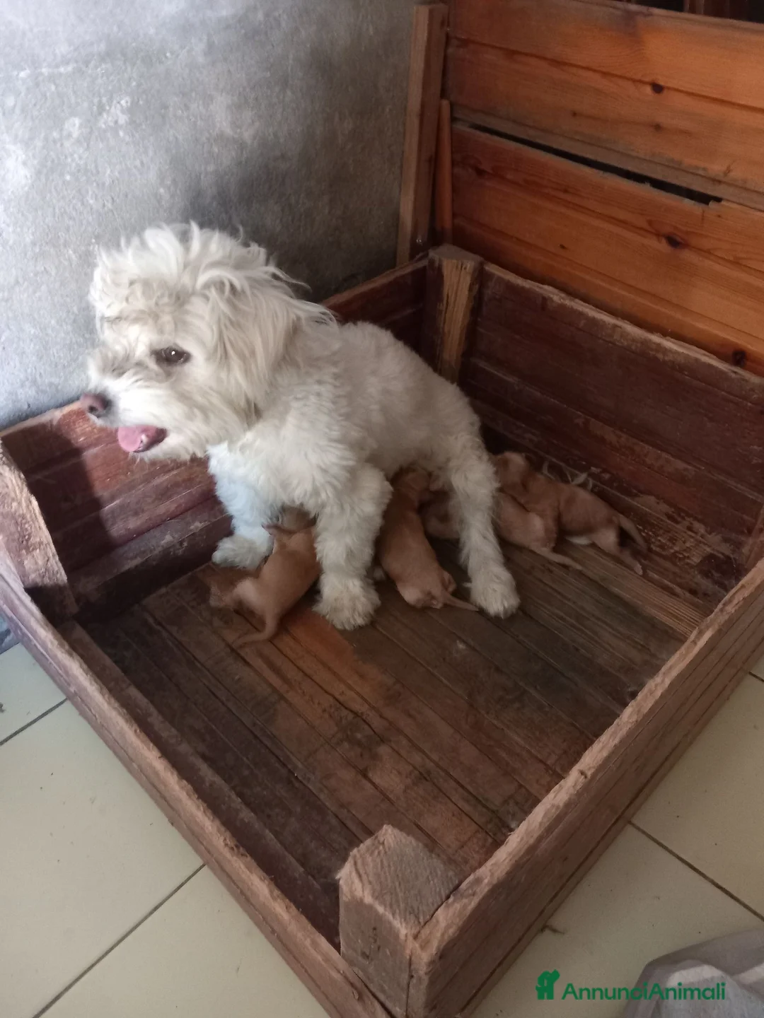 Maltipoo cani in vendita: Maltipo  - Annuncio 5