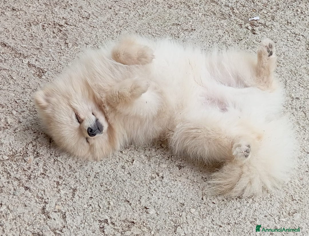 Volpino Pomerania cani per accoppiamento: Spritz Volpino di Pomerania  - Annuncio 3