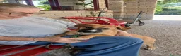 Meticcio cani in regalo: ANNIE CUCC TAGLIA MEDIO PICCOLA CERCA L'AMORE VERO - Annuncio 3