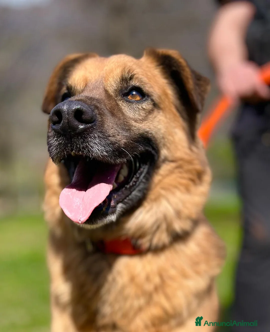 Meticcio cani in regalo: Axel cerca una famiglia  - Annuncio 12