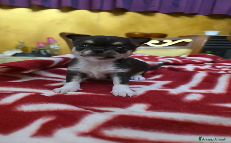 Chihuahua cani a Provincia di Frosinone - Annuncio 7