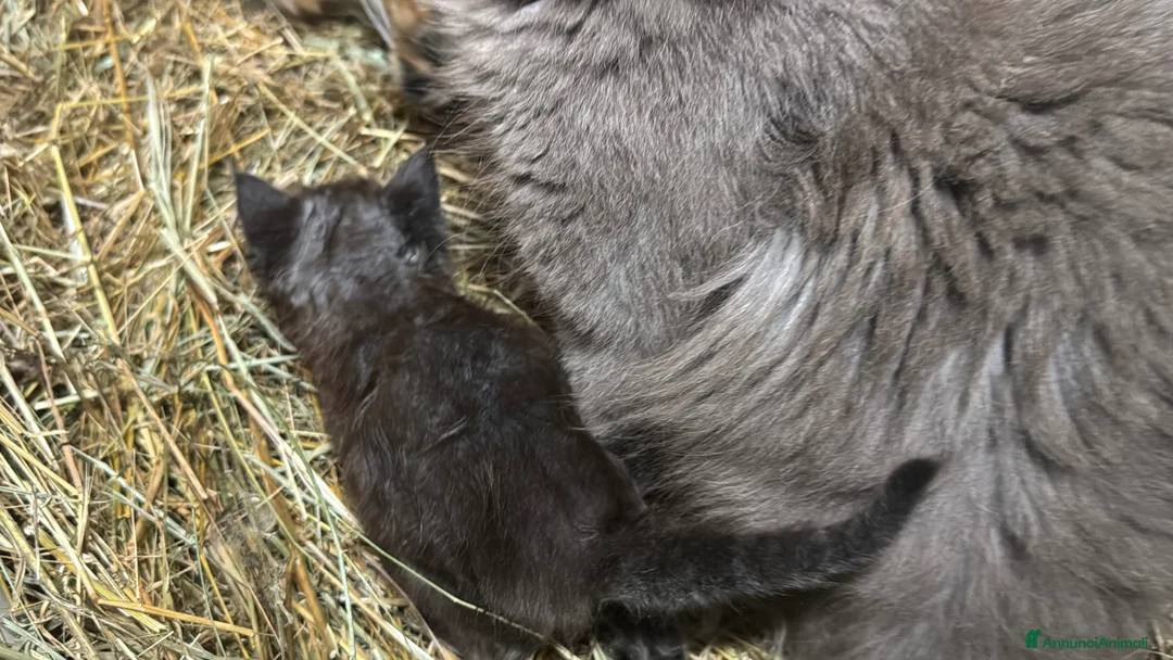 Maine Coon gatti in vendita: Cuccioli maine coon manto nero - Annuncio 2